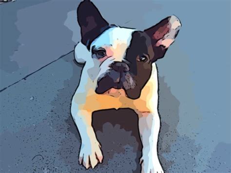 Cartoonize your pet image in my awesome style by Markissa | Fiverr