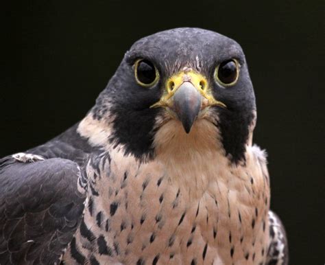 Pennsylvania falcon species – Nature Blog Network