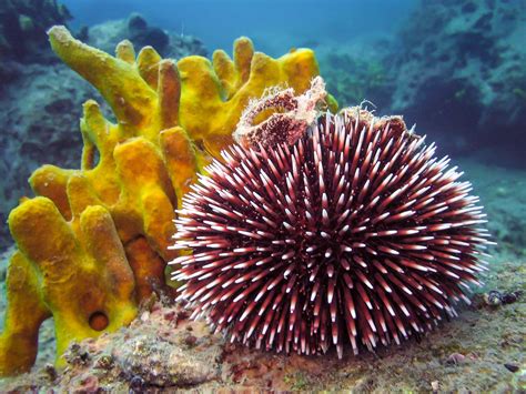 Sea Urchins in the Reef Aquarium | Marine Invertebrates | AlgaeBarn