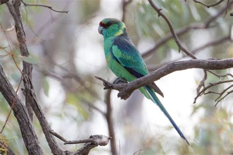 Mallee and Outback Birds of Victoria and Mungo - Australian Geographic