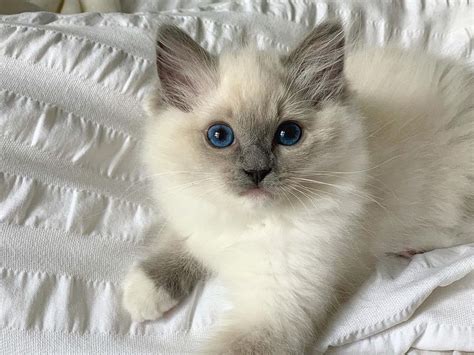 11 Cute Pictures of Ragdoll Cats