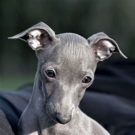 Whippet Dogs Breeds Pets