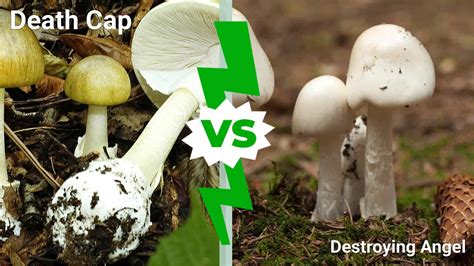 Death Cap Mushrooms vs Destroying Angels - A-Z Animals