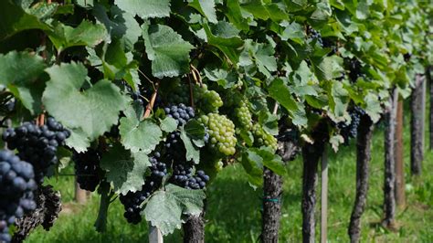 Close-up of Grapevines in a Vineyard · Free Stock Photo