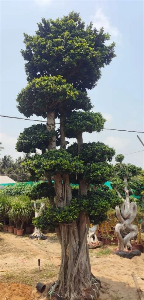 Well Drained Platycladus Orientalis Outdoor Bonsai Plant at Rs 500/piece in Faridabad