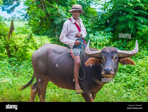 Burmese farmer riding buffalo in Shan state Myanmar Stock Photo - Alamy