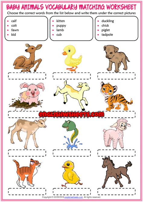 Animal And Their Baby Names Worksheet