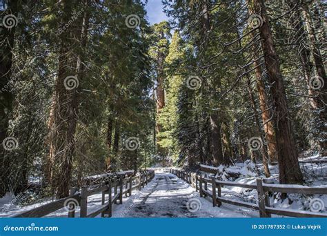 Sequoia Tree in Sequoia National Park during Winter, California Stock Photo - Image of place ...