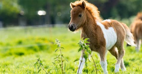 What’s a Baby Horse Called & 4 More Amazing Facts! - IMP WORLD