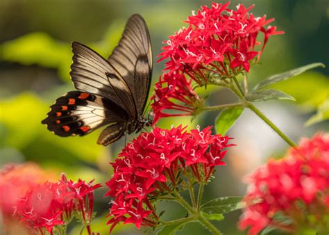 Pentas: Growing, Care, and Dazzling Varieties for the Garden