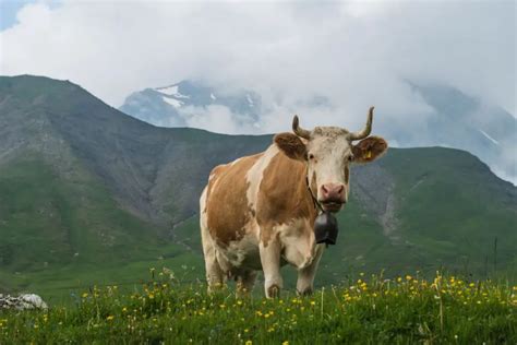 Simmental Cattle: Guide, Info & Facts