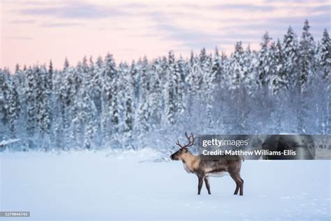 Reindeer At Christmas In The Frozen Cold Snow Covered Winter Landscape ...