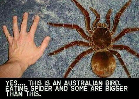 Unwahrscheinlich | Scary animals, Huntsman spider, Spider