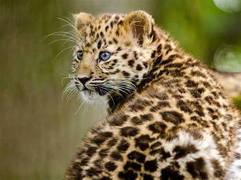 Amur Leopard Cub Stock Photos, Pictures & Royalty-Free Images - iStock