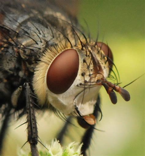 Tachinid Fly Face Photograph by Michelle DiGuardi