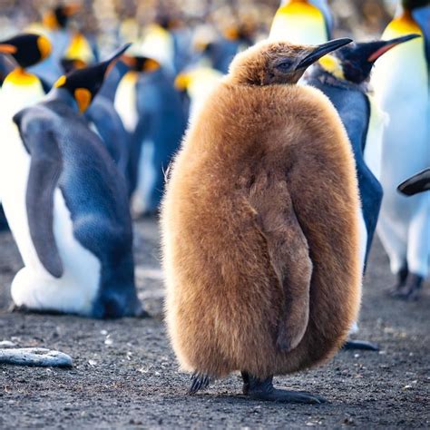 So fluffy I’m gonna die!! This is a baby King Penguin, photographed at ...