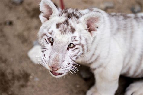 Tragis, Ini Fakta-fakta Sesungguhnya tentang Harimau Putih