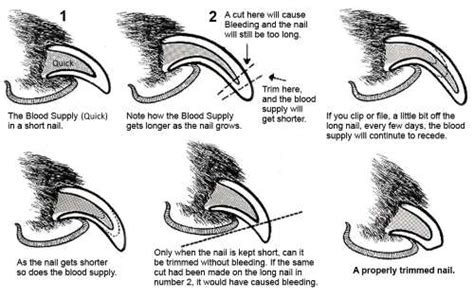 Trimming Dog Nails: How Best To Cut Your Cocker Spaniel's Claws