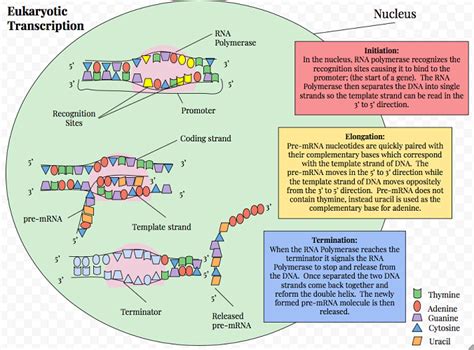 Protein Synthesis - The Definitive Guide | Biology Dictionary