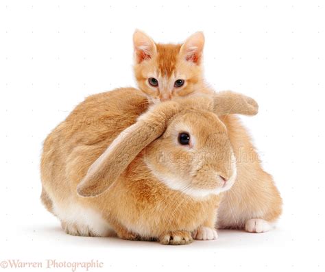 Pets: Kitten & Rabbit photo WP09168