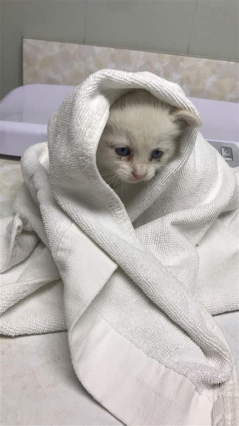 97+ Sad Cat In Blanket Meme