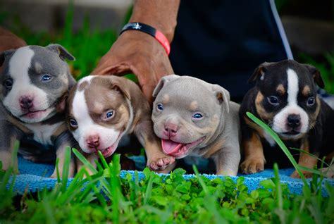 THE INCREDIBLE COLORS OF THE AMERICAN BULLY BREED | Venomline