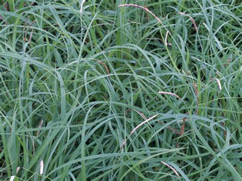 Carex flacca ‘Blue Zinger’ | Kiefer Nursery: Trees, Shrubs, Perennials