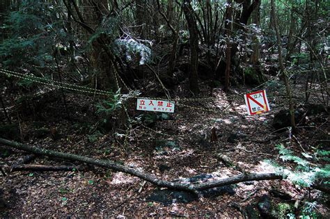 Aokigahara, the most haunted forest in Japan | tsunagu Japan