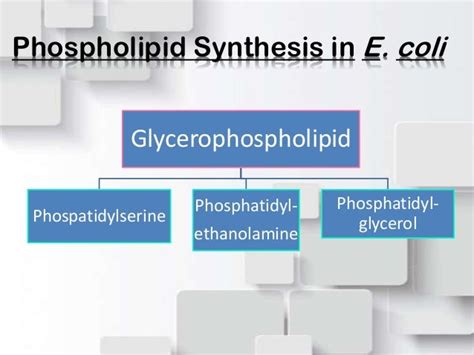 Biosynthesis of Phospholipids