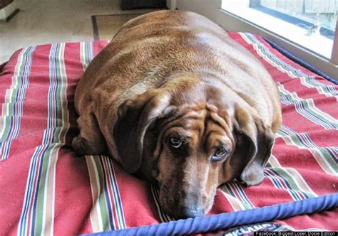 Conoce a "Obie" el pequeño perro obeso que bajo 25 kilos! | Seamos Más ...