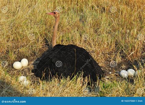 Ostrich in the nest stock photo. Image of nesting, male - 16237568