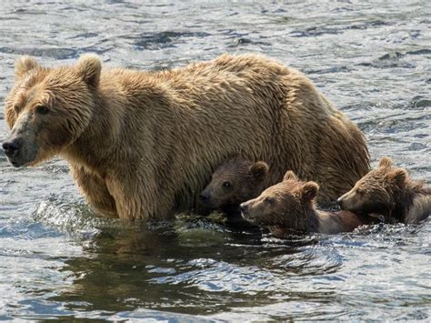 The Best Opportunities For Wildlife Photography In Alaska