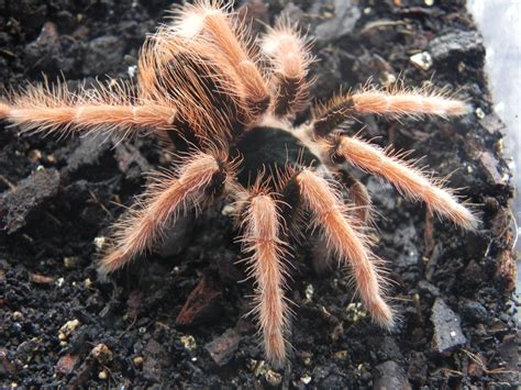 September 2016 Tarantula of the Month: Avicularia geroldi : tarantulas