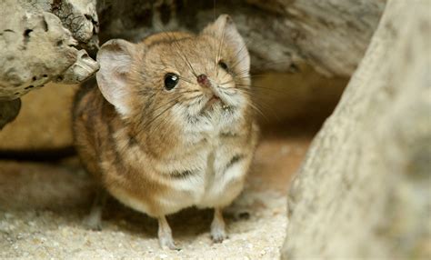 Short-eared elephant shrew | Smithsonian's National Zoo and Conservation Biology Institute