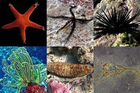 Echinoderm Characteristics List