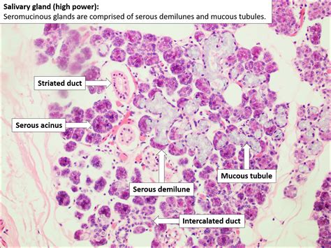 Salivary gland – Normal Histology – NUS Pathweb :: NUS Pathweb