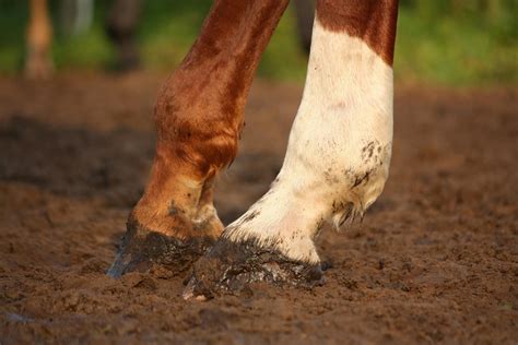 Torn Ligament In Horses