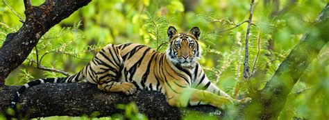 Website of Jim Corbett Tiger Reserve | Jim Corbett National Park ...