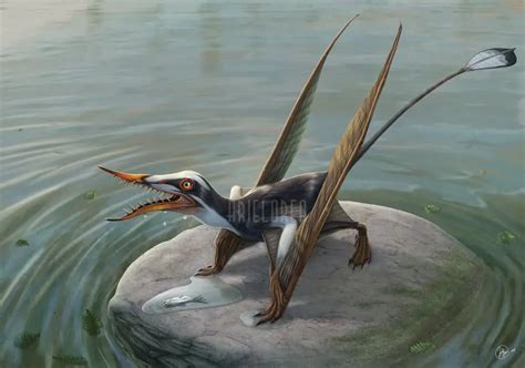 Rhamphorhynchus | Dinosaurs - Pictures and Facts