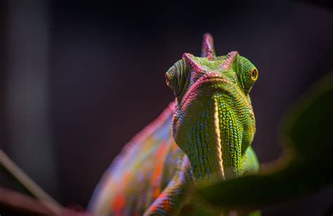 Free Images : lizard, macro photography, scaled reptile, adaptation, common chameleon, plant ...