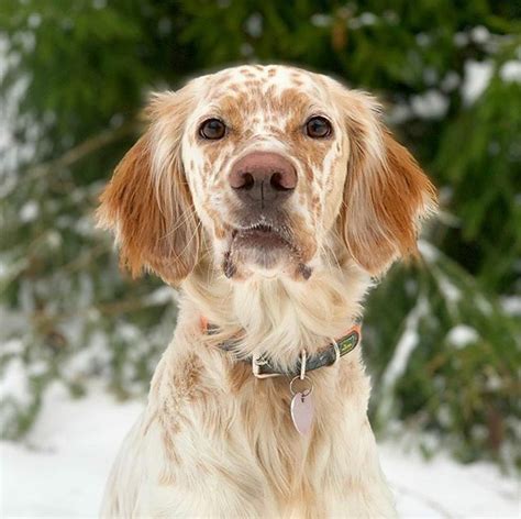 Bird Dog of the Day on Twitter: "Vega is today’s #birddogoftheday! She is an English Setter from ...