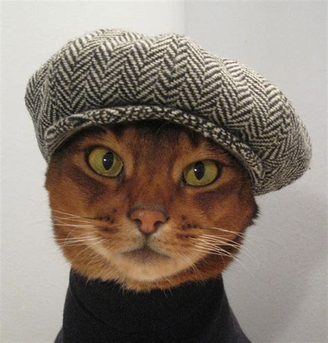 Cats Wearing Hats