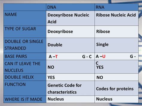 Deoxyribose Function