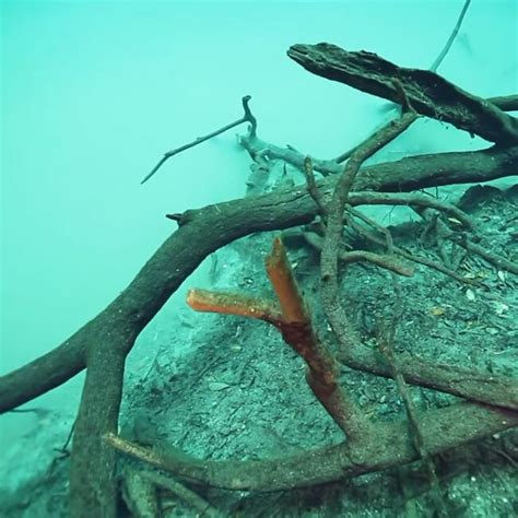 An amazing click of underwater river called Cenote Angelita