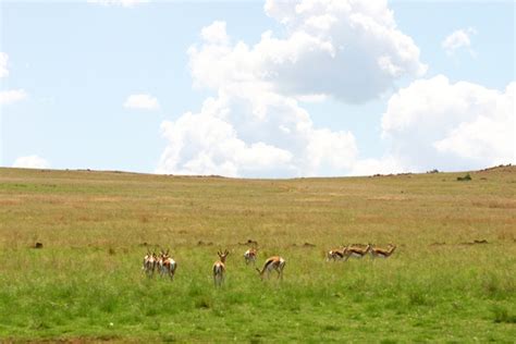 Free AFrican veld with bucks Stock Photo - FreeImages.com