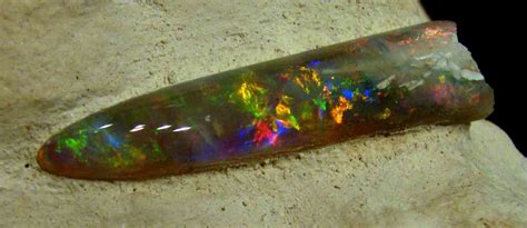 Fossils Australia- Opalised Fossils- Crystal World Wholesale Retail