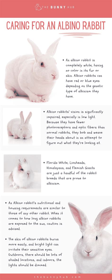 Caring for an Albino Rabbit - The Bunny Hub