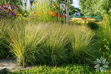 Molinia caerulea 'Heidebraut' - Tuin-Planten Oudsbergen