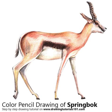 Springbok with Color Pencils [Time Lapse] Color Pencil Drawing, Pencil ...