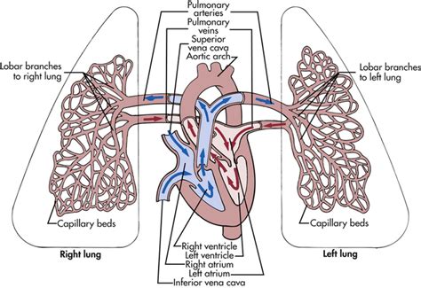 Pathophysiology | Pulmonary Embolism